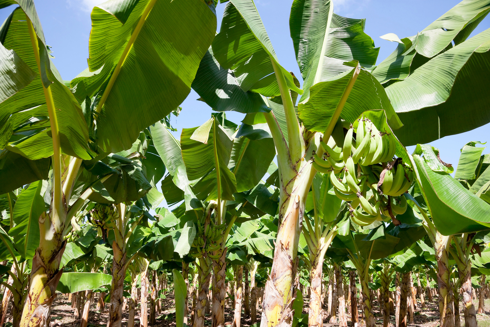 Plantain farm in Nicaragua