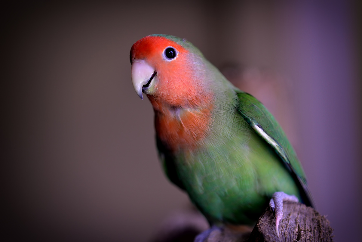 Portrait of young green parkeet